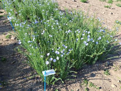 Click for 1 image(s) for this accession.